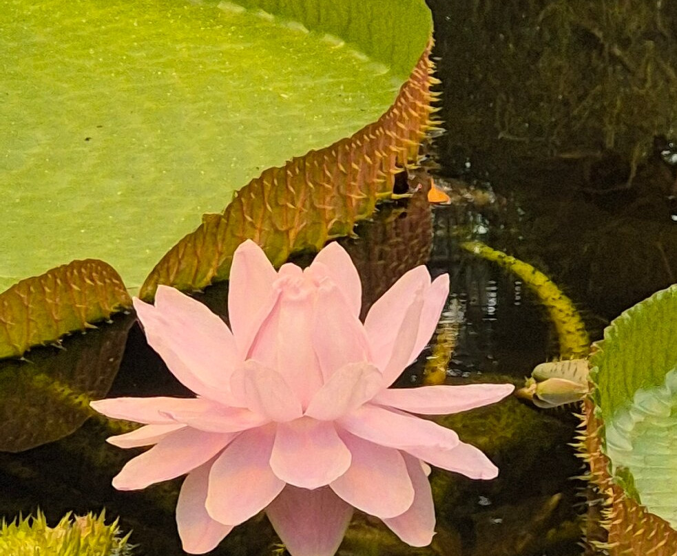 Bergius Botanic Garden-斯德哥尔摩必去景点