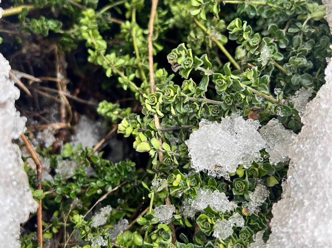 Dinner Plain Alpine Village-Dinner Plain必去景点