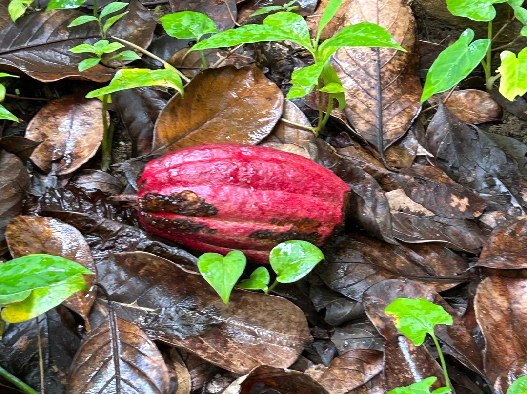 Ceycey Go-拉非尼亚山必去景点