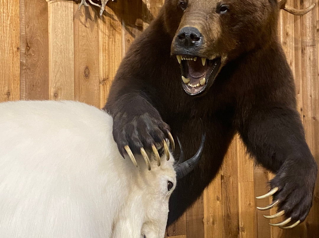 Canadian Wildlife Museum and Gift Shop-弗农必去景点