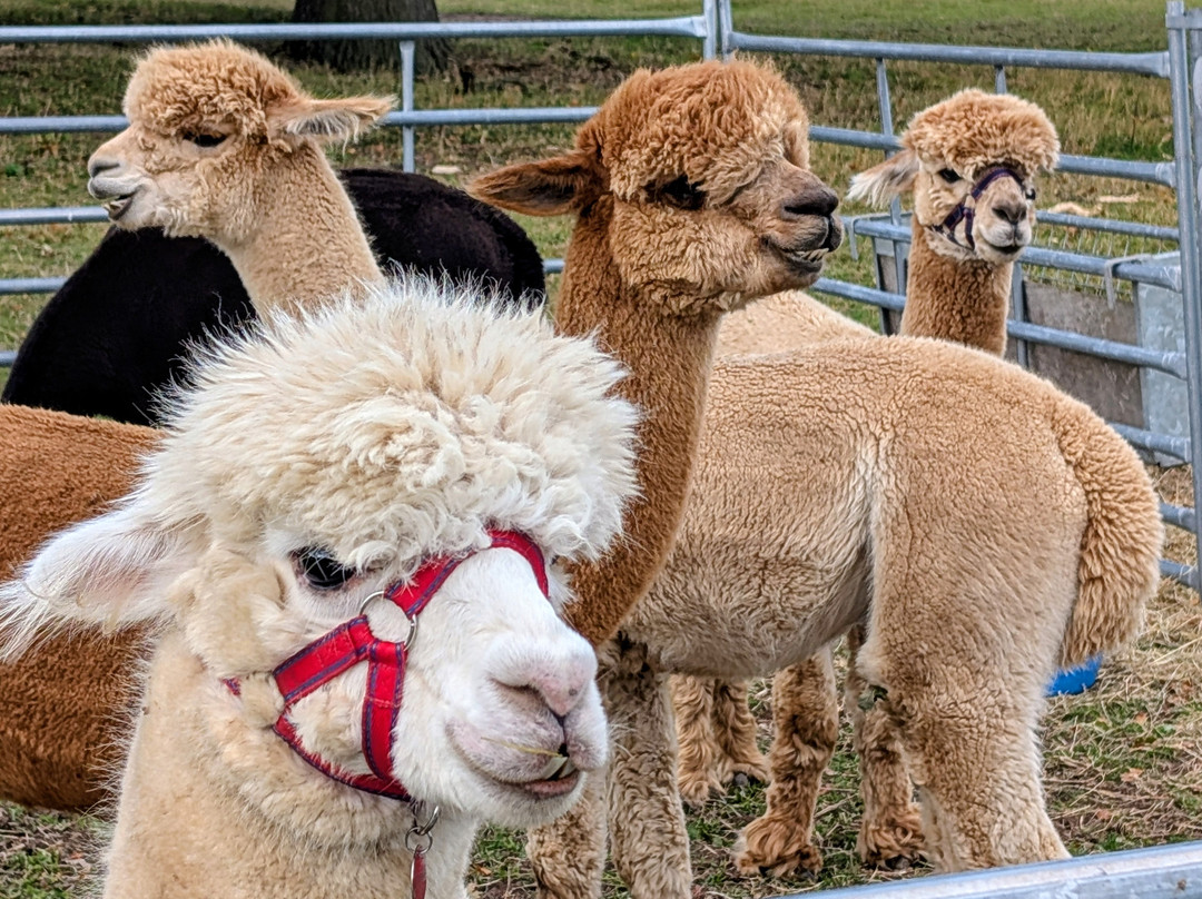 Ambling Alpacas-Meriden必去景点