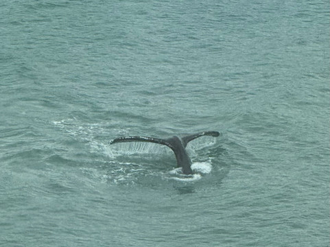 Dolphin Jet Boat Tours-朱诺必去景点