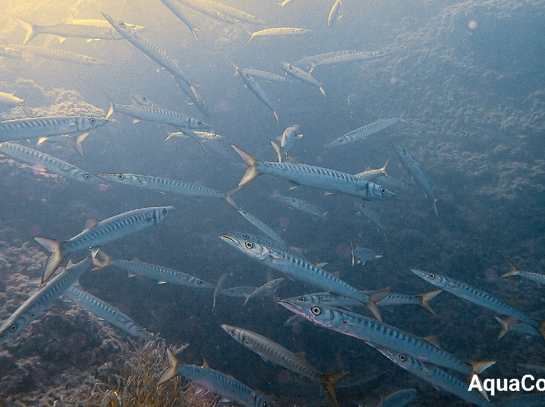 Cala Pada Diving Center Ibiza-圣欧拉利娅尔德里奥必去景点