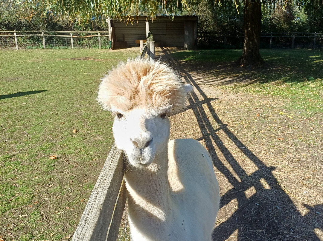 Pennybridge Farm Alpacas-胡克必去景点