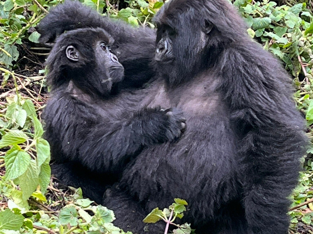 Gorilla Trek Africa-吉佳利必去景点