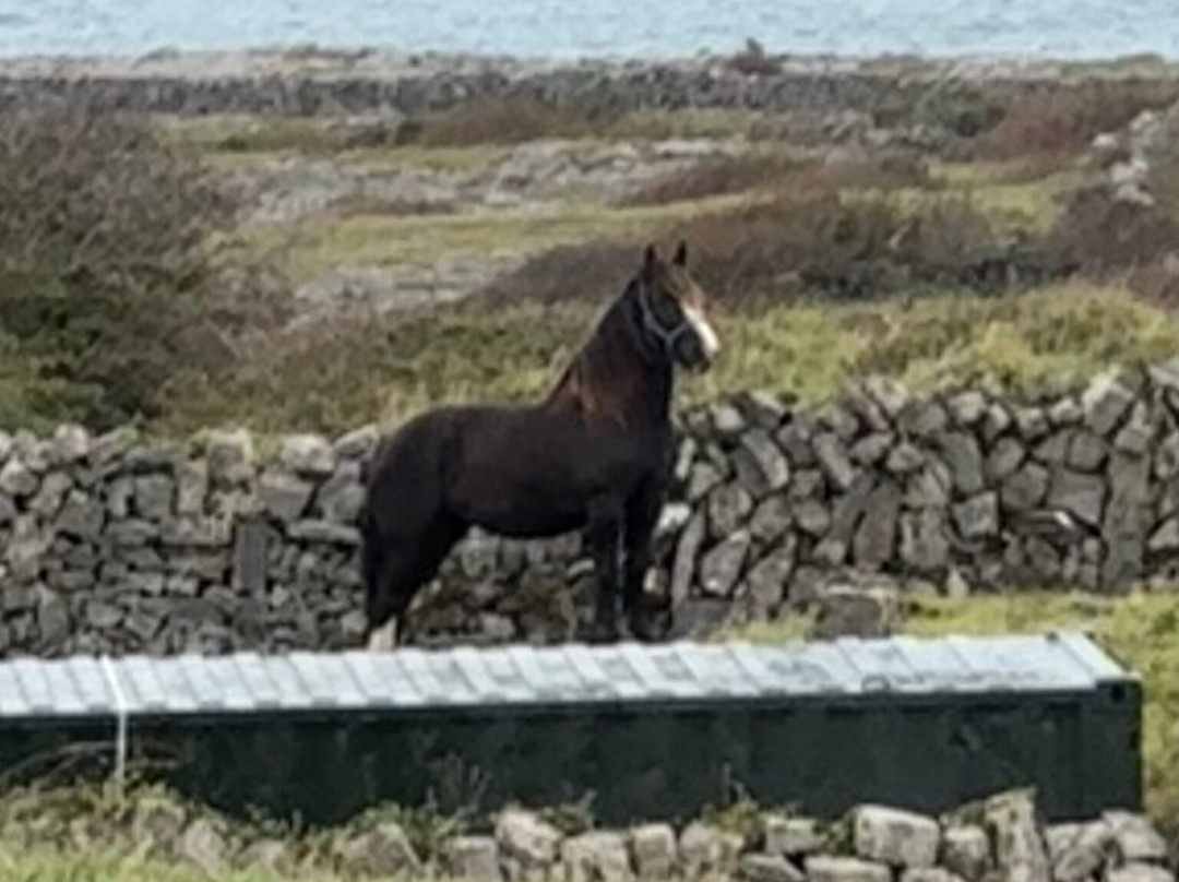 Thomas Faherty Tours-Inishmore必去景点