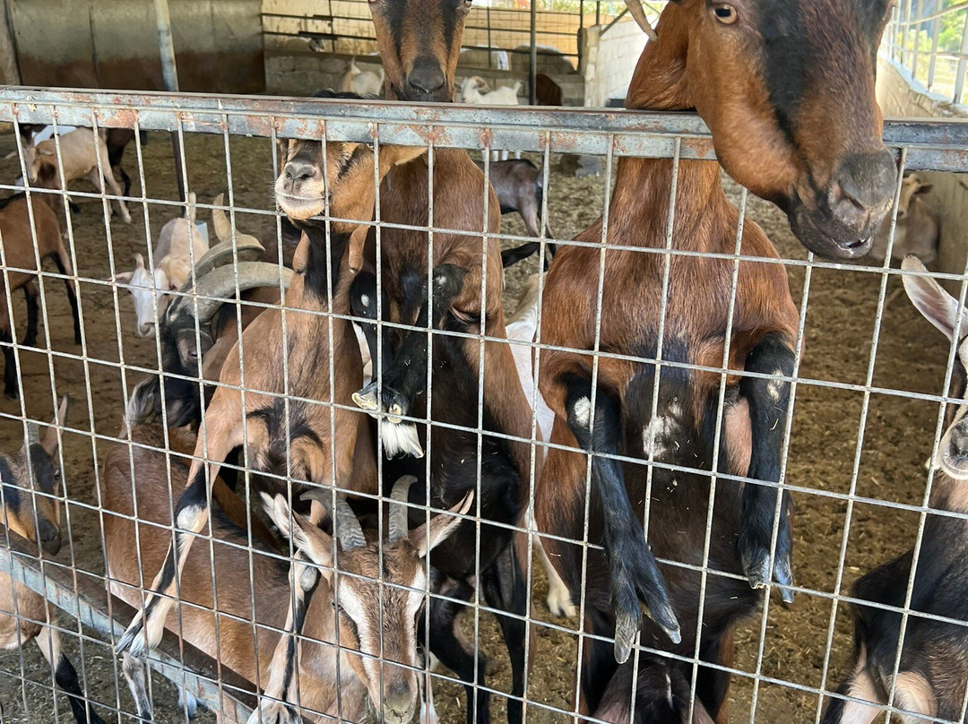 Kamihis Farm-Zaros必去景点