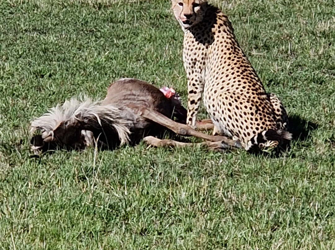 Luluka Safaris-纳罗克必去景点