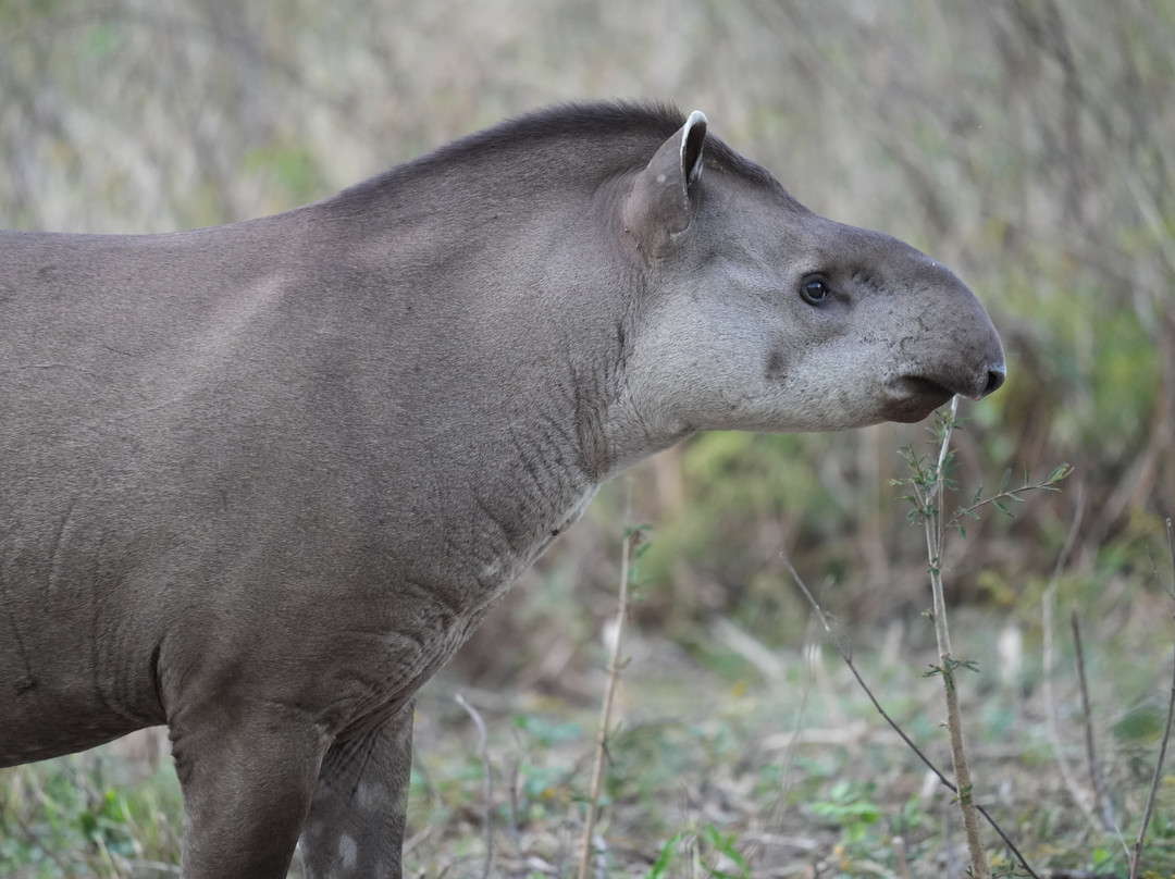 Wildlife Pantanal Tours-Cuiaba必去景点
