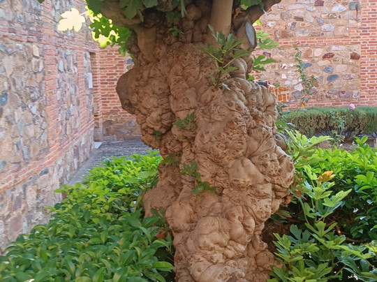 Free Tour Cáceres-卡塞雷斯必去景点