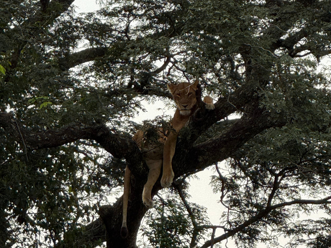 Mamaland Safaris-坎帕拉必去景点