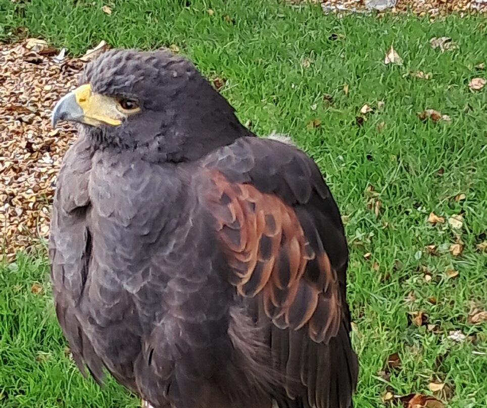 West Sussex Falconry-Compton必去景点
