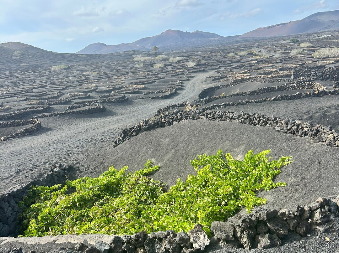 Wine Tours Lanzarote-卡门港必去景点