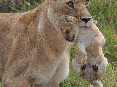 Maleki Tours&Safaris-内罗毕必去景点