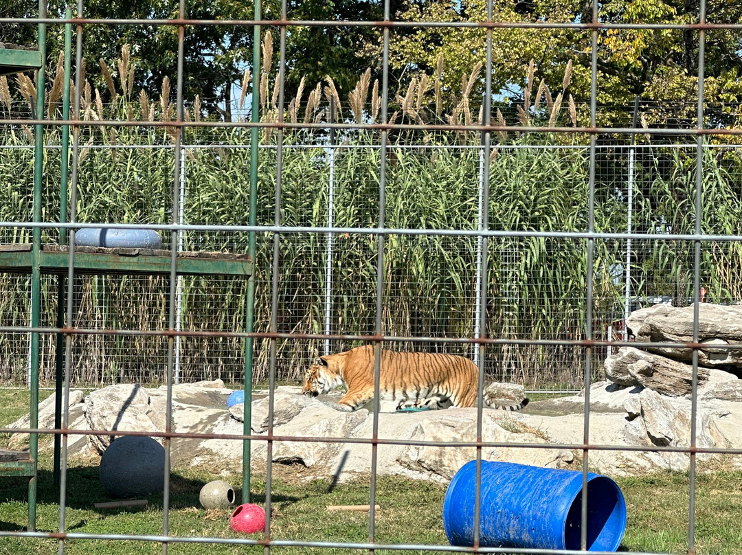 Turpentine Creek Wildlife Refuge-尤里卡斯普林斯必去景点
