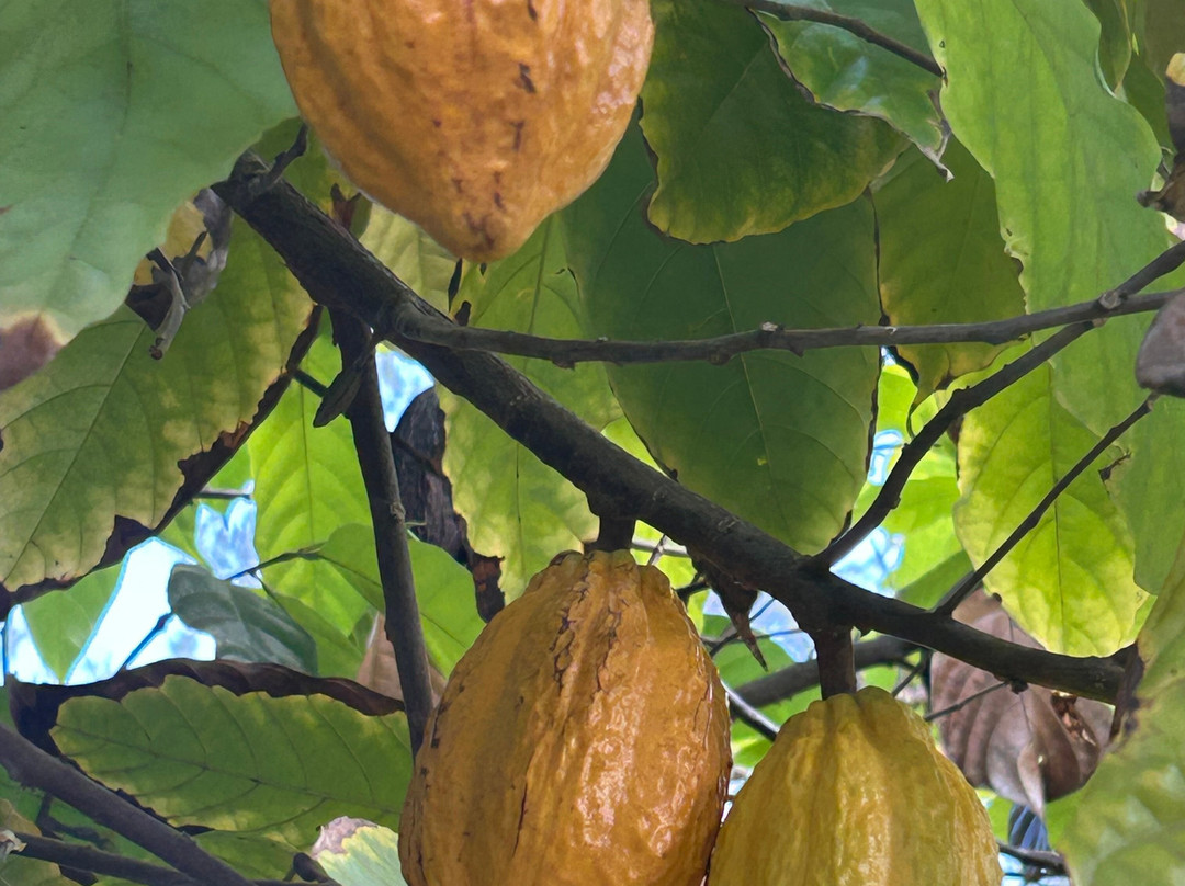 Kahuku Farms-卡胡库必去景点