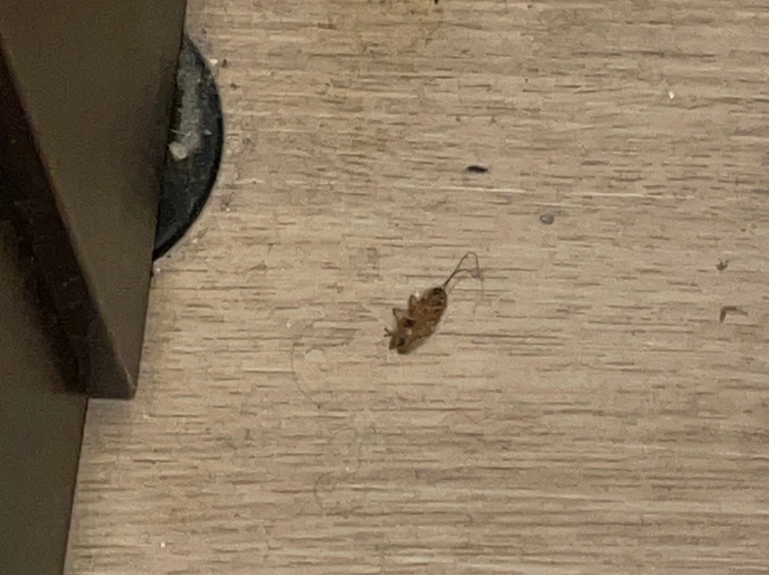 Microtel Inn & Suites By Wyndham Shelbyville主图