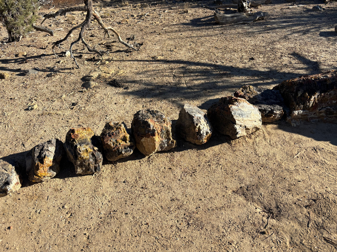 Escalante Petrified Forest State Park-埃斯卡兰特必去景点