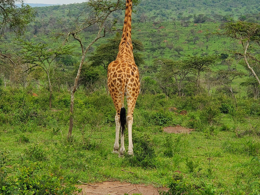 Churchill Safaris & Travel-坎帕拉必去景点