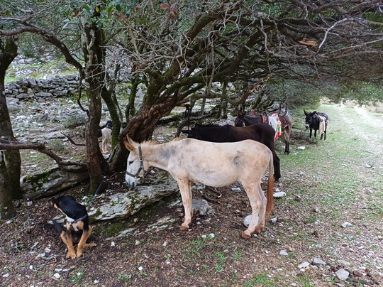 Donkey Trekking Kefalonia-萨米必去景点