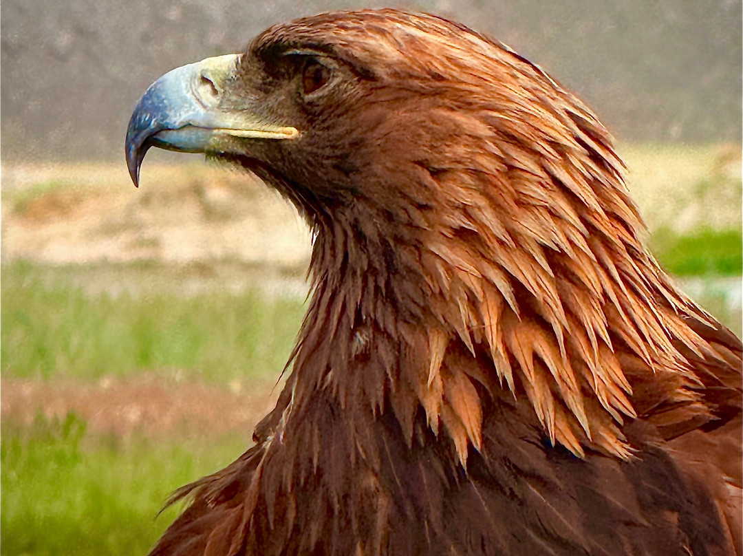 Kazakh Tour-Olgiy必去景点