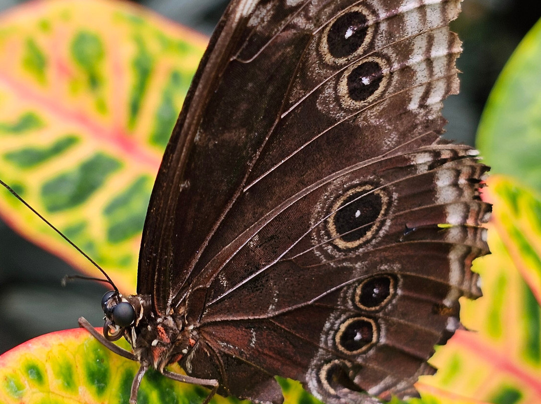 Mariposario del Drago-伊科德洛斯维诺斯必去景点