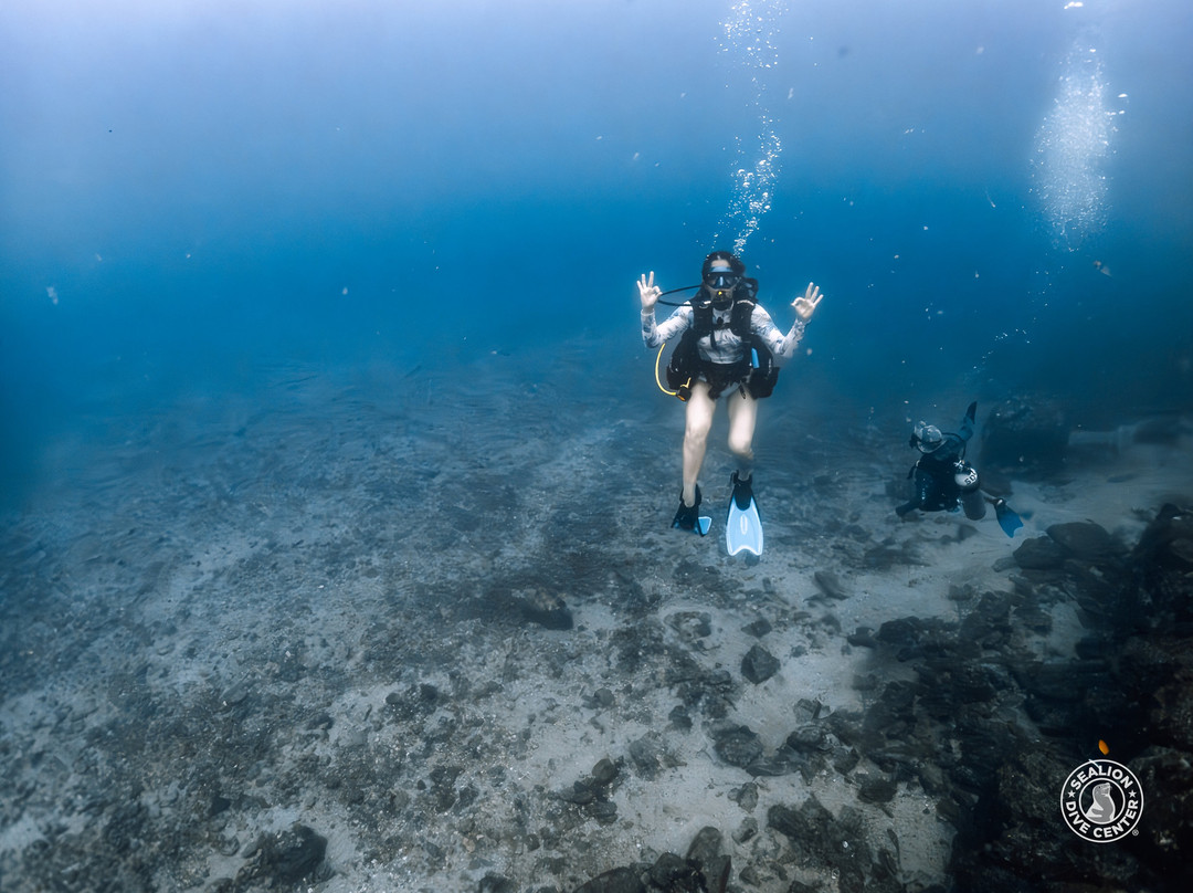 Sealion Dive Center-Los Mochis必去景点