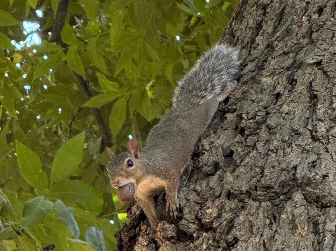 WRAL Azalea Garden-罗利必去景点