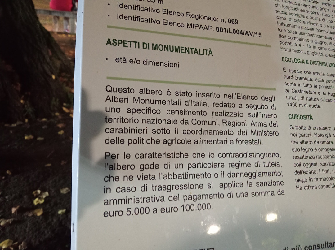 Tiglio Secolare di Summonte-Summonte必去景点