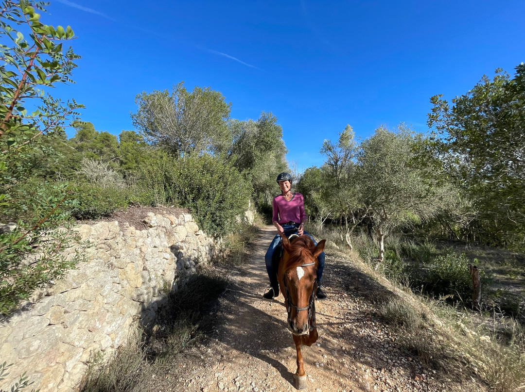 Mallorca Horses-马洛卡帕尔马必去景点