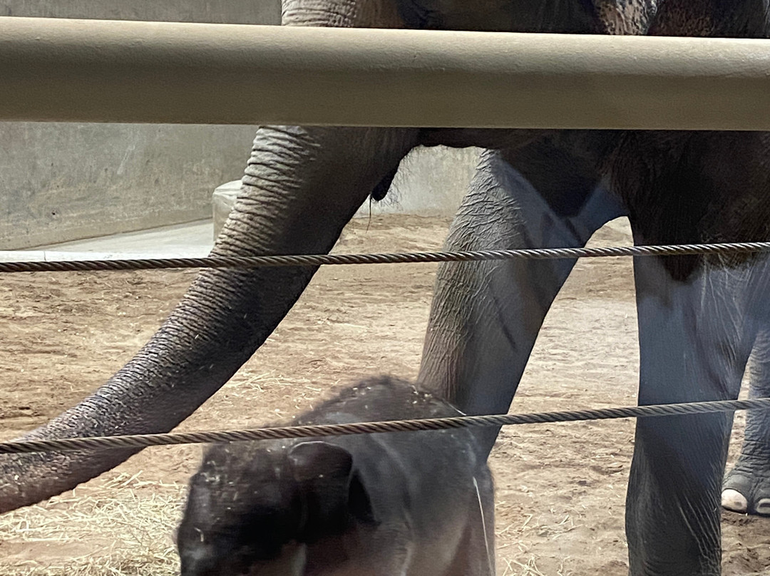 哥伦布动物园-Powell必去景点