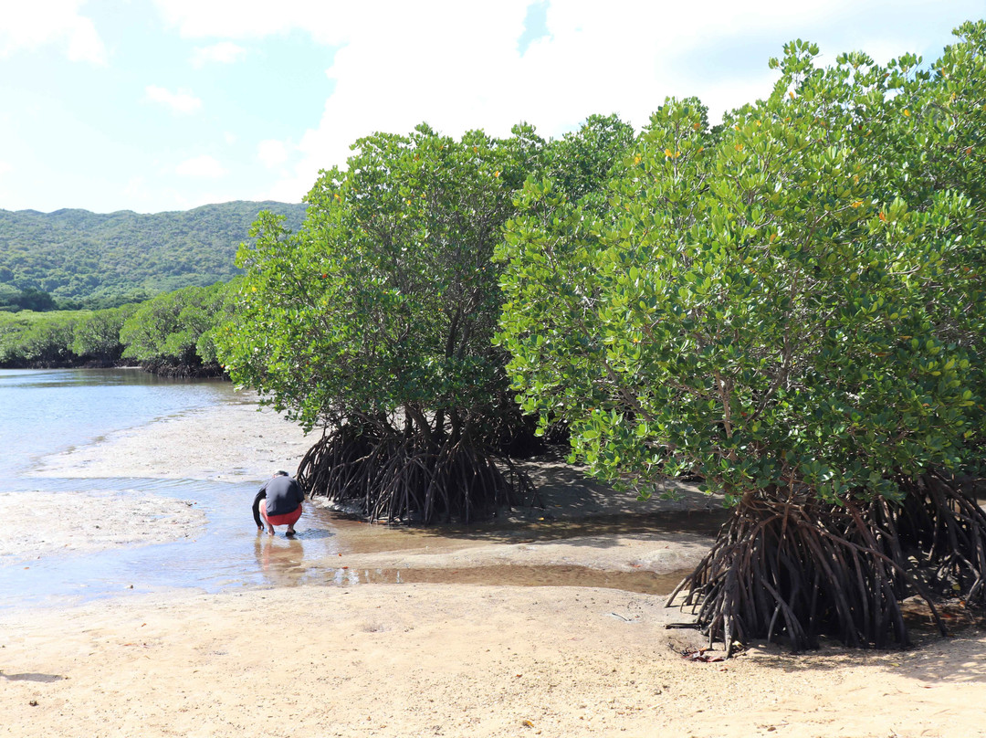 Rhizophoraceae Plant Community of Fukidogawa River-石垣市必去景点