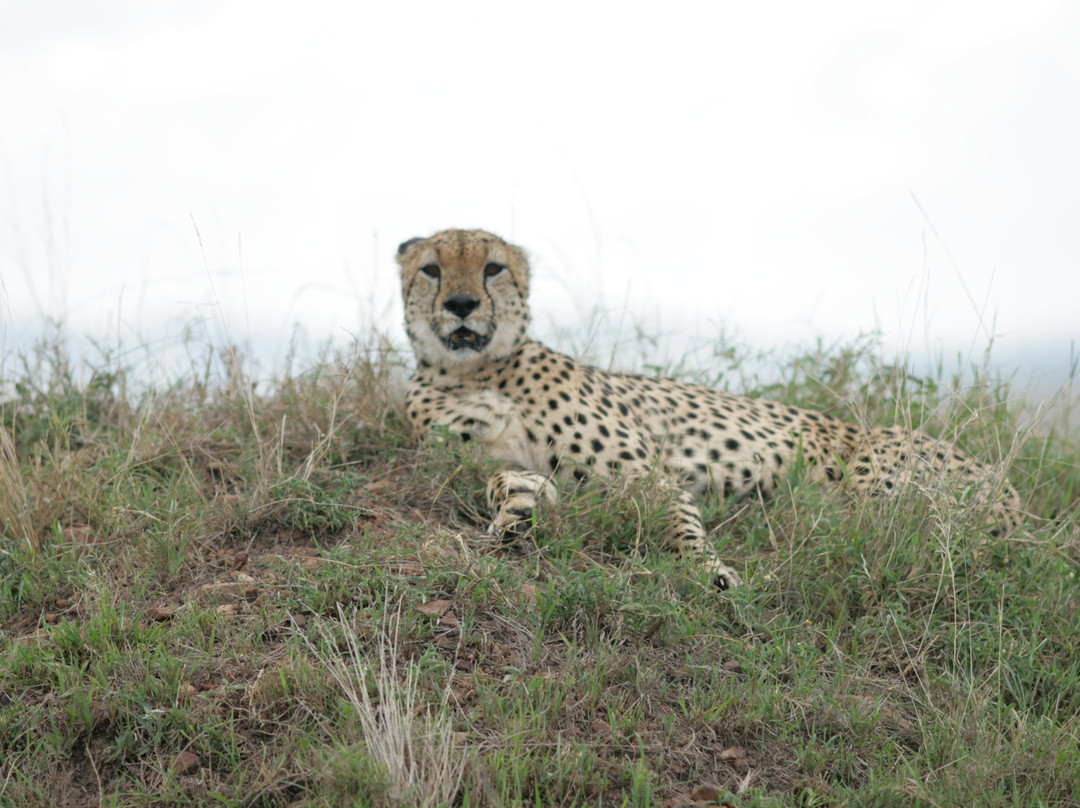 Kampur Travel Diaries-内罗毕必去景点