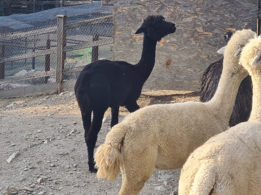 Safari Park-Gelendzhik必去景点