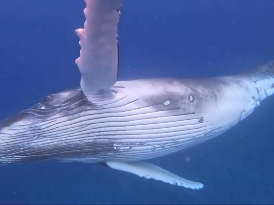 Moorea Ocean Adventures-莫雷阿岛必去景点