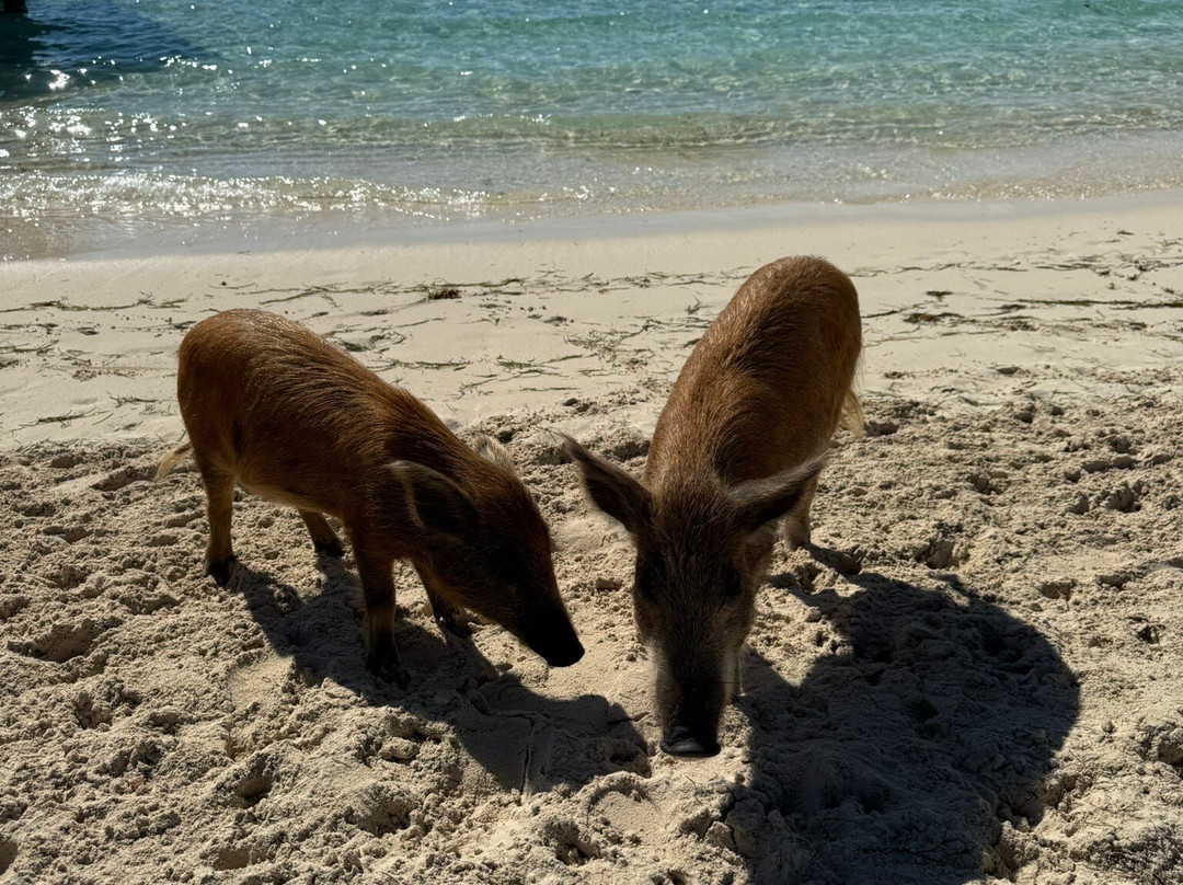 Brendal's Dive Center-Green Turtle Cay必去景点