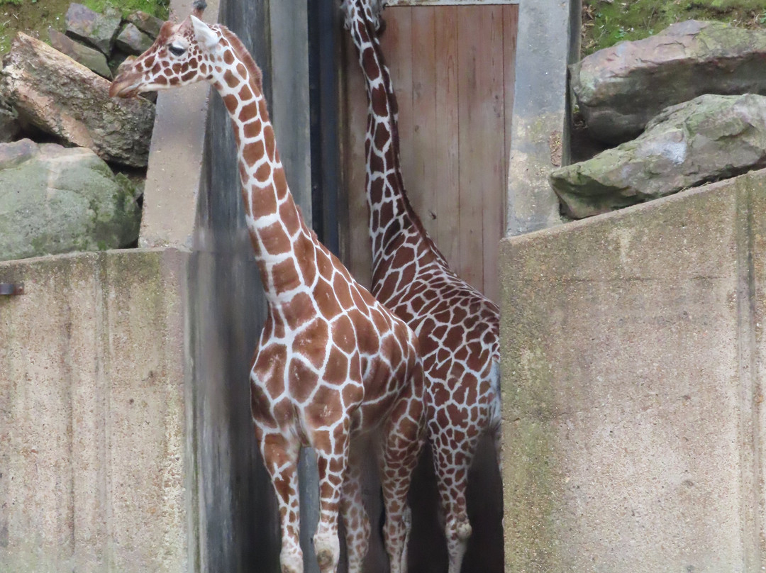Memphis Zoo-孟菲斯必去景点