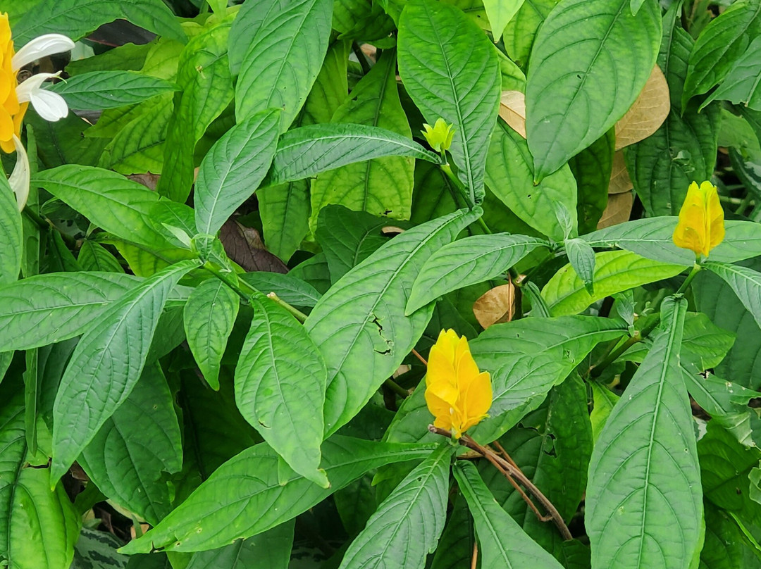 Konoko Falls & Park-奥乔里奥斯必去景点