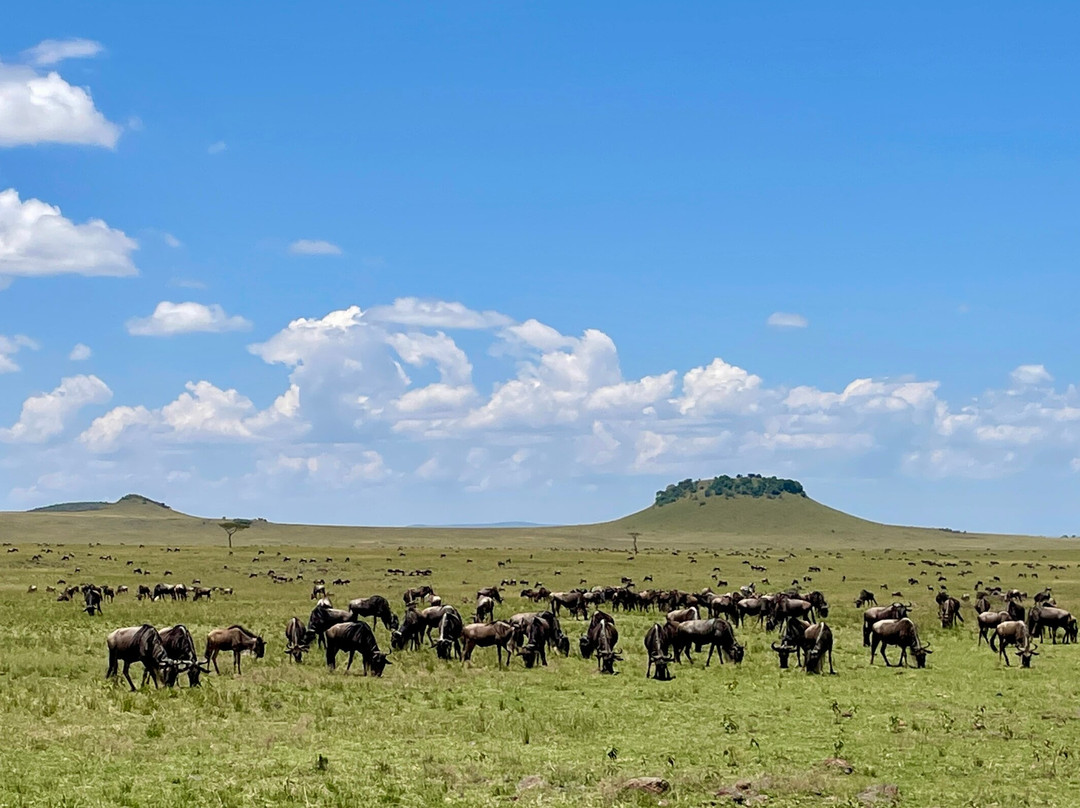 Mega Wild Safaris-坎帕拉必去景点