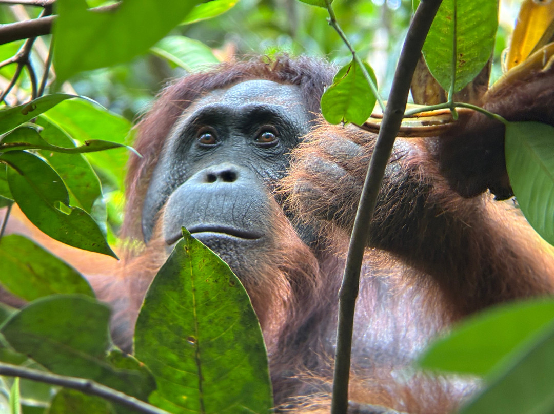 Orangutan Houseboat Tour-Kumai必去景点