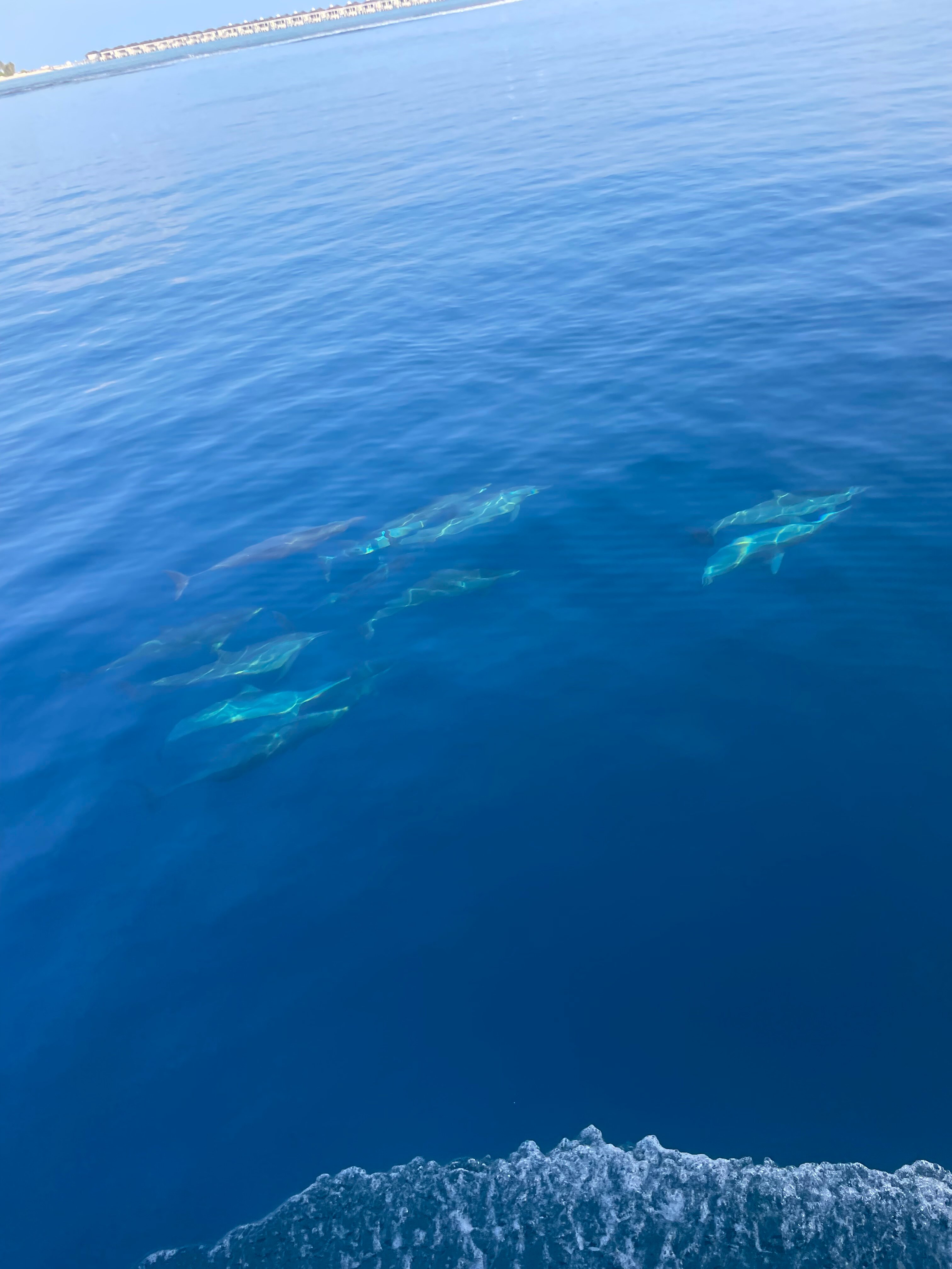 柯可棕榈杜妮科酒店-官方