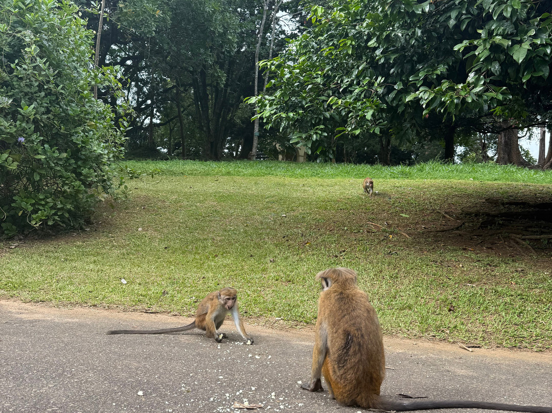 Zion Lanka Tours-Katana必去景点