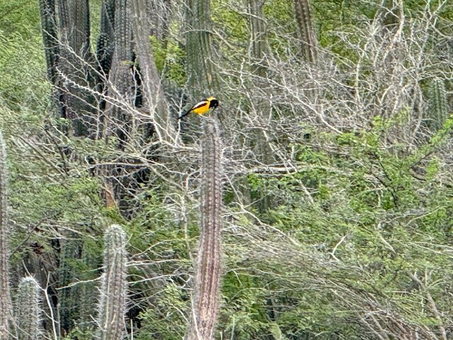 Fins & Feet Nature Tours-阿鲁巴岛必去景点