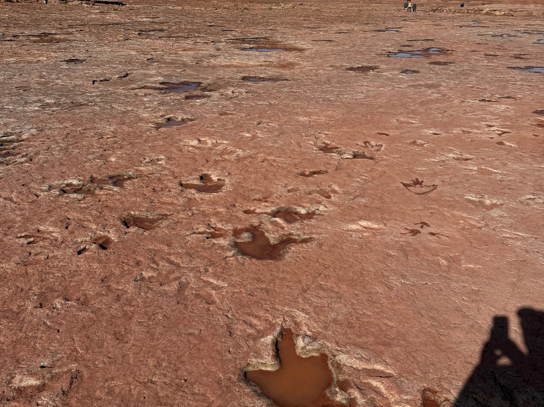 Dinosaur Tracks-蒂巴城必去景点