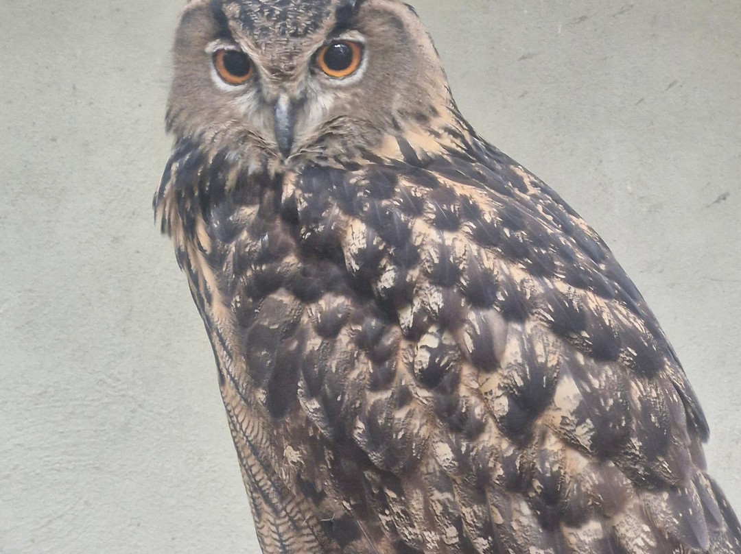 Birdpark Malta-Salina必去景点