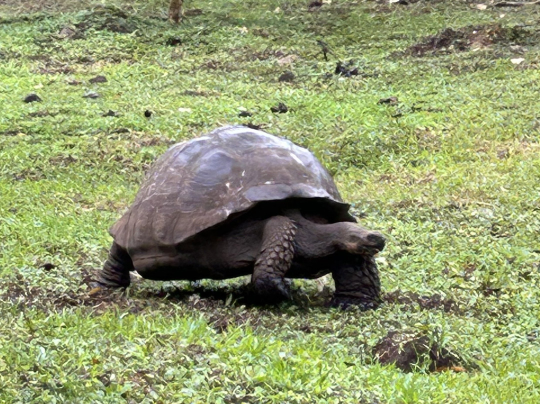 Scuba Iguana-阿约拉港必去景点