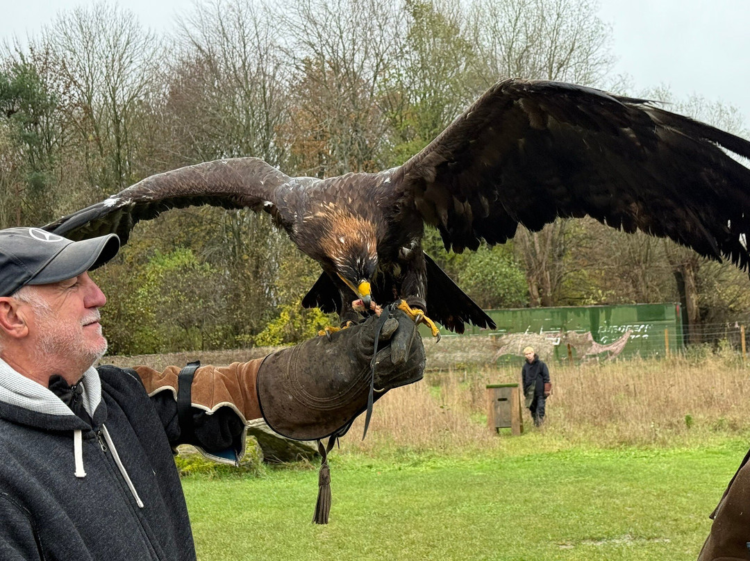 Millets Farm Falconry Centre-弗里福德希斯必去景点