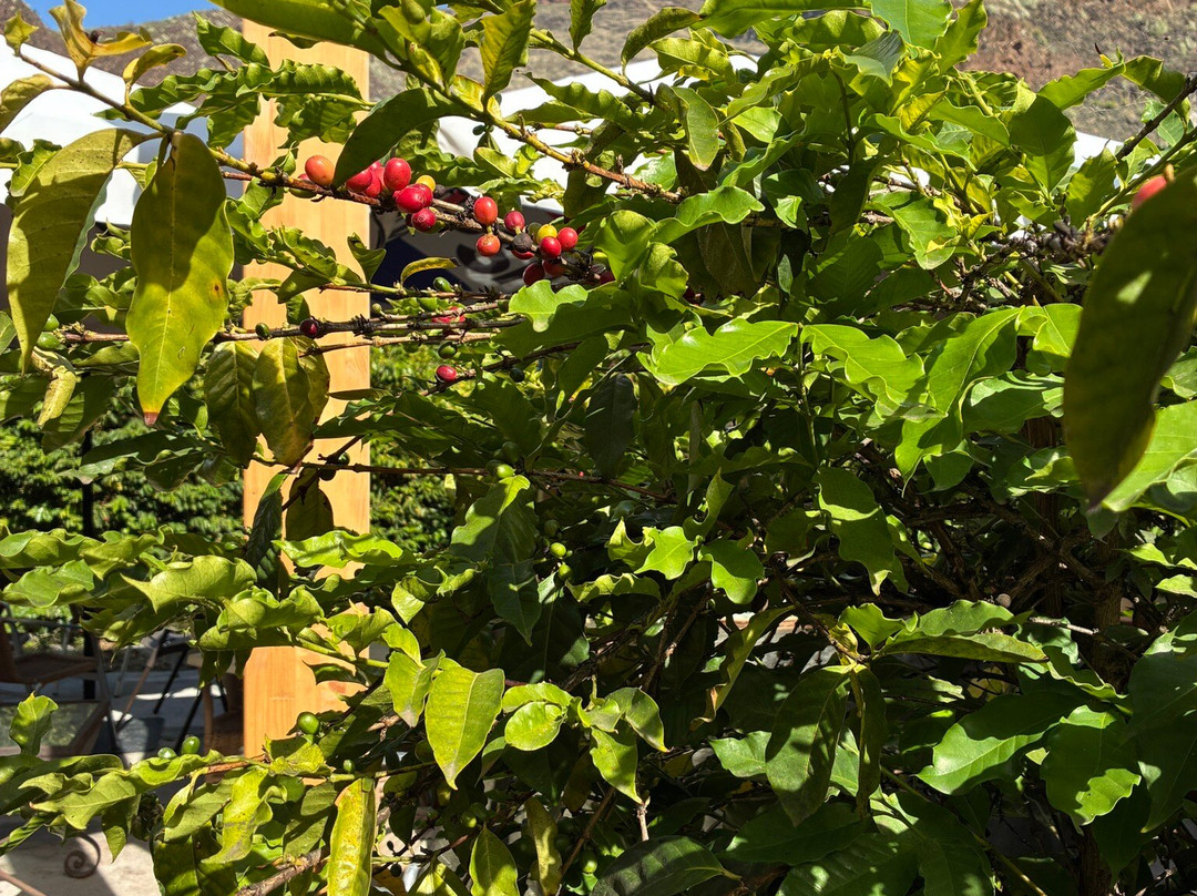 Cafe Platinium-Agaete必去景点