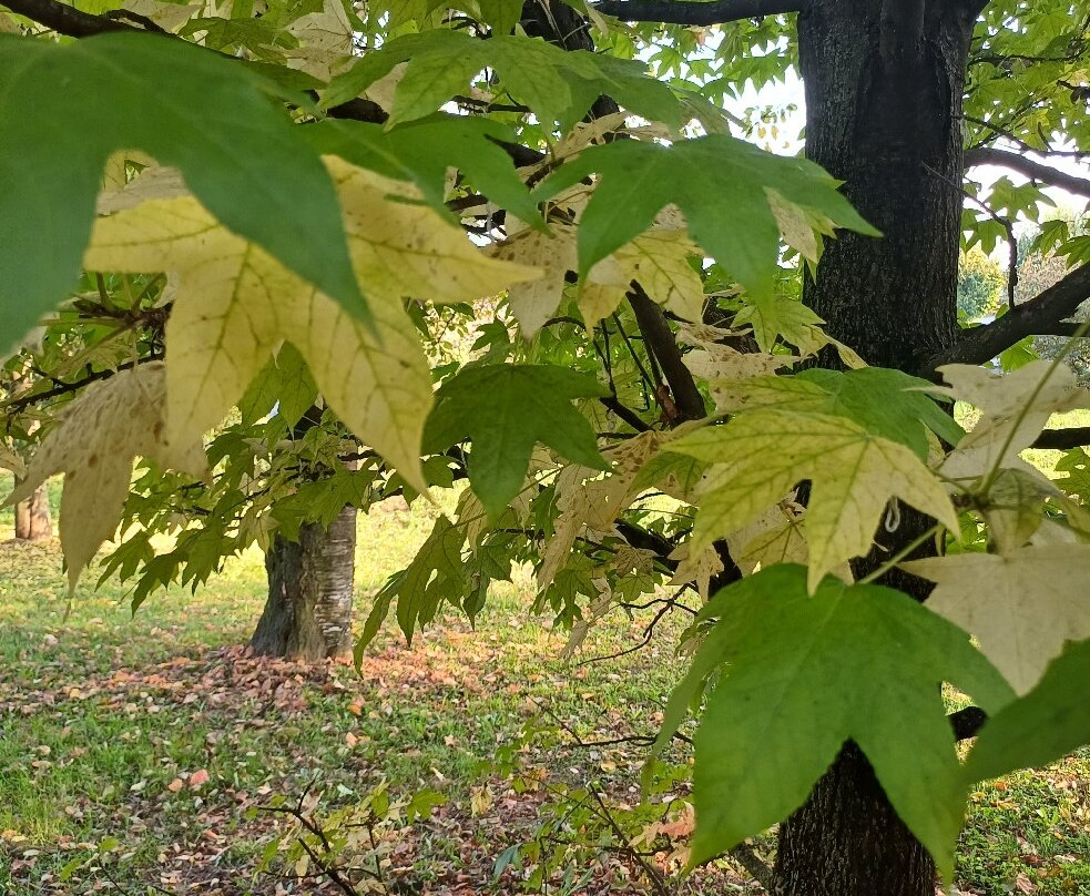Parco Papa Giovanni Paolo Ii-塞雷尼奥必去景点