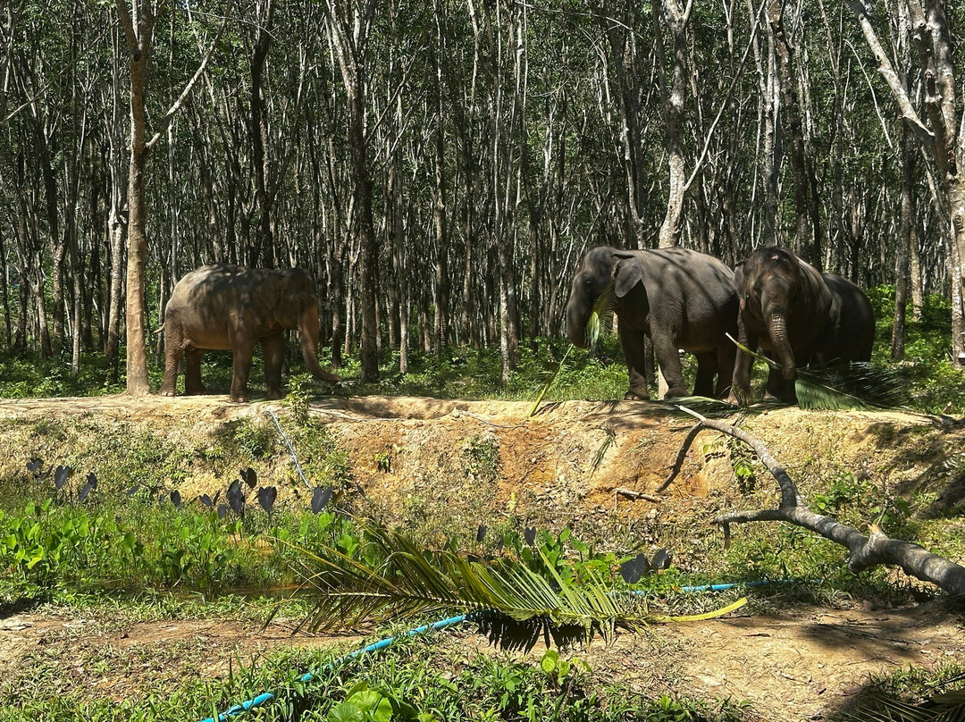 Lanta Island Safari Elephant Lover